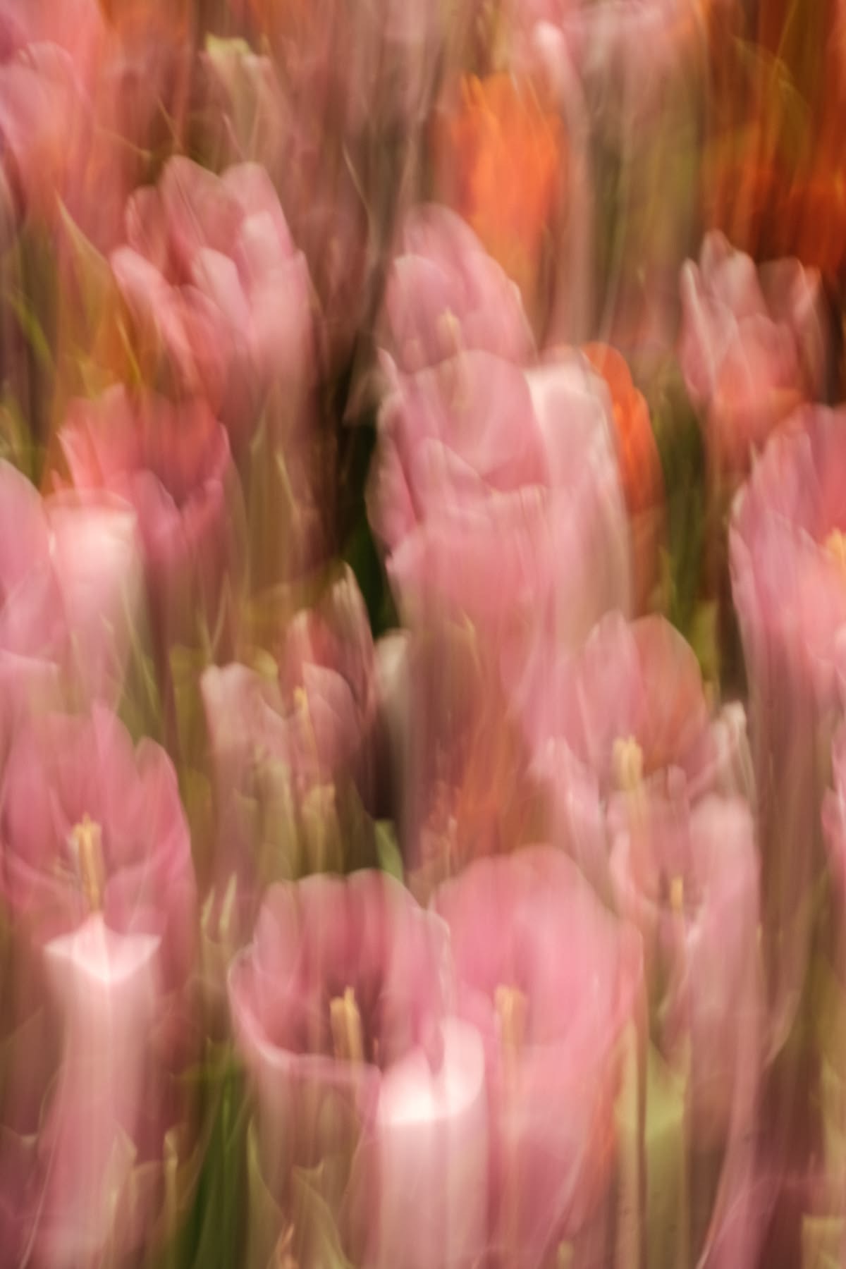 Tulipanes rosas y coral difuminados en movimiento